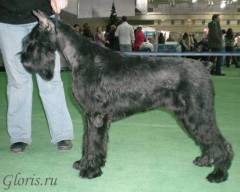 Gloris Licorice